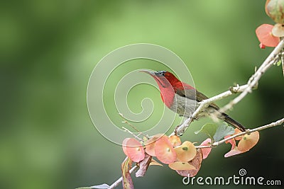 Red Bird (Crimson Sunbird) perching on branch Stock Photo