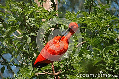 Red bird Stock Photo