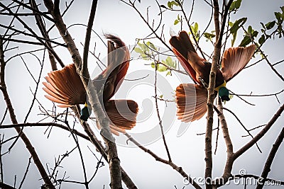 Red bird of paradise Stock Photo