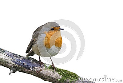 Red bird Robin sitting on a branch in the Park on a white isolated background Stock Photo
