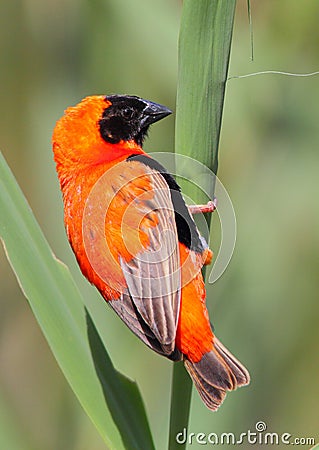 Red Bishop Stock Photo