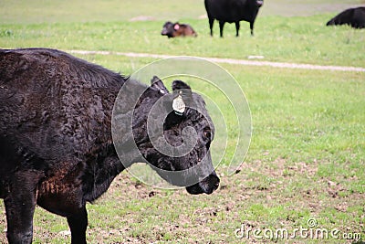 California Scenery - Black Angus Cattle in Field - Ramona Grasslands Preserve Stock Photo