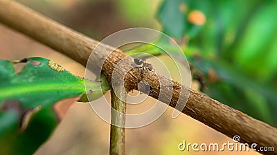 Red and black ants Stock Photo