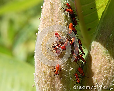 Red and black aphids Stock Photo