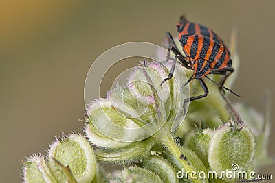 Red and black beatle insects Stock Photo