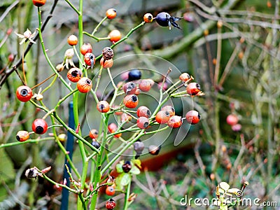 Red and black berries on the tree Stock Photo