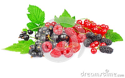 Red and black berry Stock Photo
