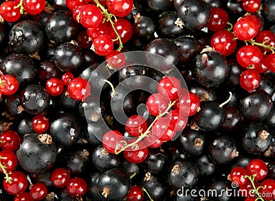 Red and black berry currant Stock Photo