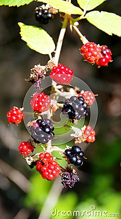 Branch with wild blackberries in different stages of ripeness Stock Photo