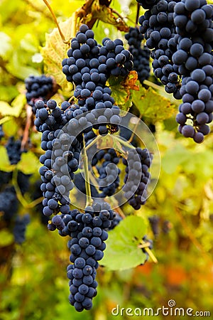 Red black bunches Pinot Noir grapes growing in vineyard with blurred background and copy space. Harvesting in the vineyards Stock Photo