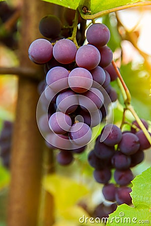 Red black bunches Pinot Noir grapes growing in vineyard with blurred background and copy space. Harvesting in the vineyards Stock Photo