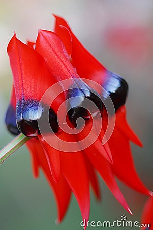 Red Black Clianthus Flower Stock Photo