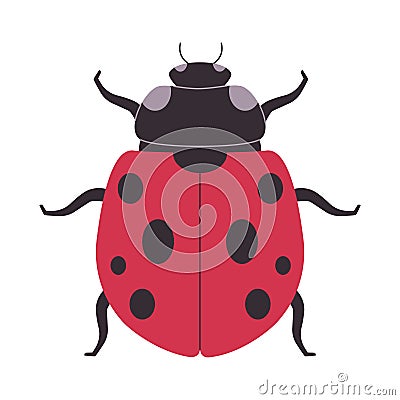 red and black color seven spotted ladybug wild nature small insect beetle omnivores animal Stock Photo