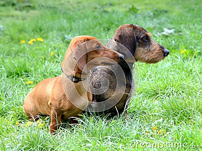 Red and black Dachshund Dogs Stock Photo