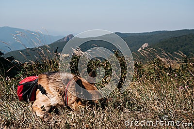 A German shepherd is traveling with a red backpack. A beautiful thoroughbred dog lies in the grass against the background of Stock Photo