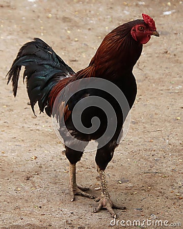 red and black hen is walking and watching Stock Photo