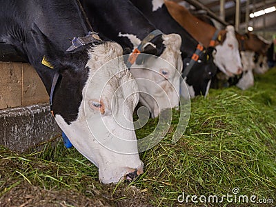red and black spotted cows feed inside dutch farm in holland Stock Photo