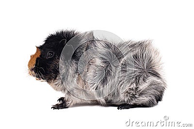 Red, black and white guinea pig of Abyssinian breed rare color on white background Stock Photo
