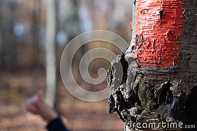 Red Blaze Trail Marker on hiking path Stock Photo