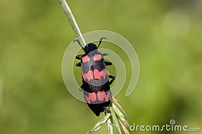 Red Blister Beetle Stock Photo