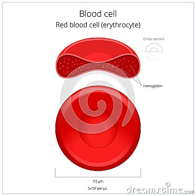 Red blood cell erythrocyte vector illustration Vector Illustration