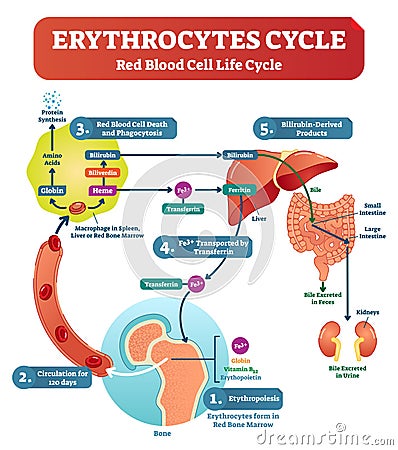 Red blood cell - erythrocytes life cycle and circulation scheme in human body vector illustration. Biological anatomy diagram. Vector Illustration