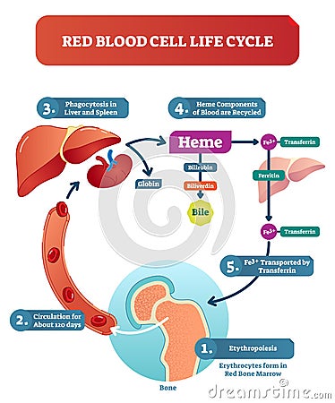 Red blood cell life cycle medical vector illustration diagram with biological anatomy scheme. Vector Illustration