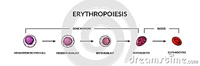 Red blood cells development. Erythropoiesis. Scientific microbiology vector illustration in sketch style Vector Illustration