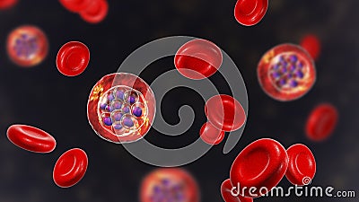 Red blood cells infected with malaria parasite Plasmodium vivax Cartoon Illustration