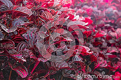Red Bloodleaf Ornamental Plant. Red Leaves of Iresine herbstii Stock Photo