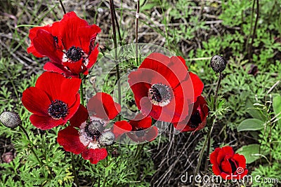 red blooming anemones on a sunny summer day Stock Photo
