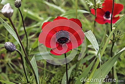 Red blooming anemones on a sunny summer day Stock Photo