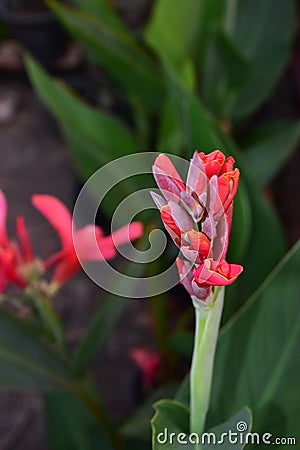 Red Blooming Asian Canna Flowers Stock Photo