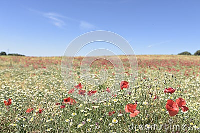 Red blooming poopy spring field and blue sky. Stock Photo