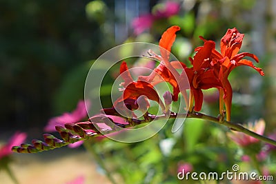 Red Blooming & x27;Lucifer& x27; Crocosmia Flower Stock Photo