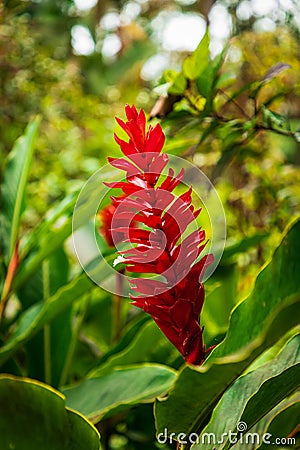 Red blossom, Zingiber, tropical, Caribbean, Dominican Republic Stock Photo