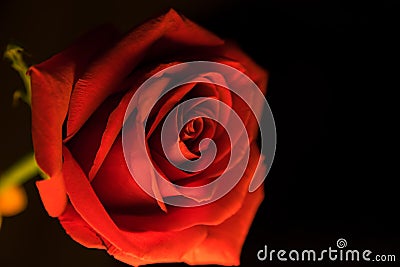 Red blossoming rose on a black background Stock Photo