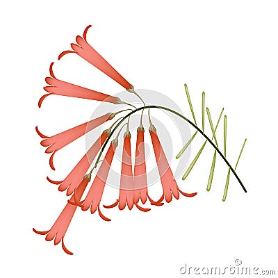 Red Blossoms of Firecracker Flowers or Russelia Flowers Vector Illustration