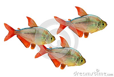 Red-blue Columbian Tetra Hyphessobrycon columbianus aquarium fish isolated Stock Photo