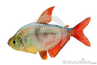 Red-blue Columbian Tetra Hyphessobrycon columbianus aquarium fish isolated Stock Photo