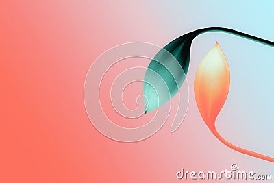 Red and blue gradient with orange and blue flower and empty sapce design Stock Photo