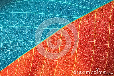 Red and blue leaf texture Stock Photo