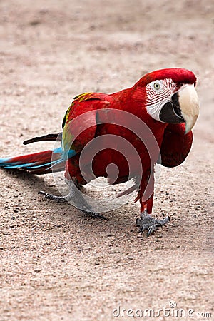 Red-and-blue macaw Ara chloroptera easy goes on sandy soil Stock Photo