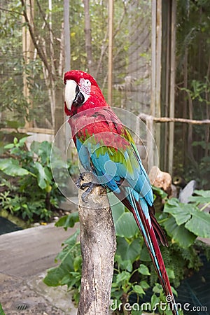 Red and blue parrot Stock Photo