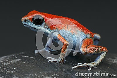 Red and Blue strawberry dart frog Stock Photo