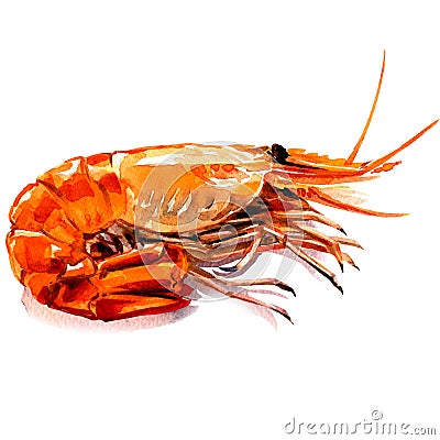 Red boiled prawn, cooked tiger shrimp, seafood ingredient, isolated, watercolor illustration on white Cartoon Illustration