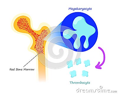 Red bone marrow thrombocyte production. illustration of the platelets synthesis from megakaryocyte Vector Illustration