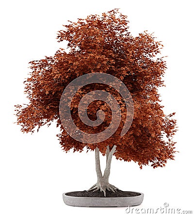 Red bonsai plant in pot isolated on white Stock Photo