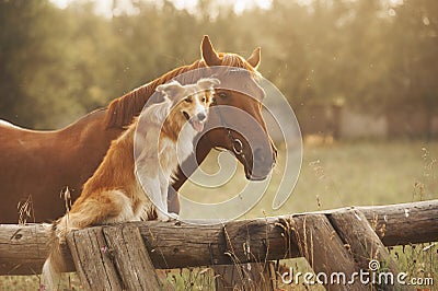 Red border collie dog and horse Stock Photo