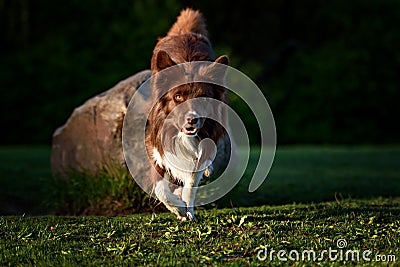 Red border collie dog in a meadow, summer Stock Photo